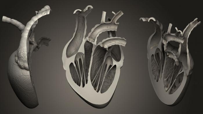 Anatomy of skeletons and skulls (ANTM_1207) 3D model for CNC machine